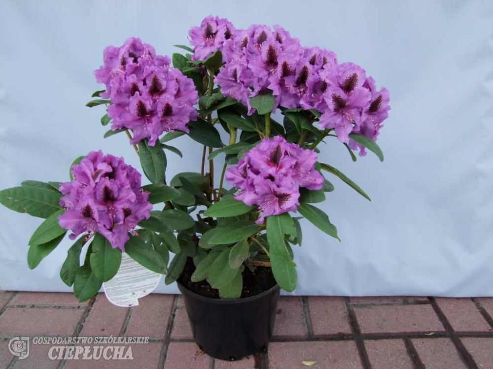 Рододендрон гибридный Питер Алан